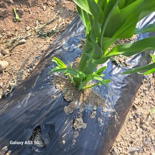 토마토20463님의 자유주제 · 자유게시판 작성글 사진