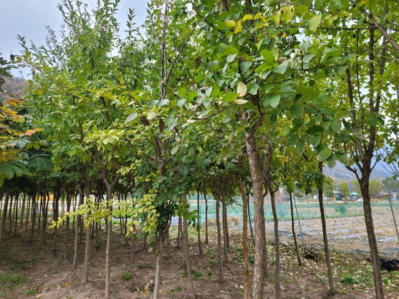 장터 상품 [칠엽수(마로니에)] 썸네일