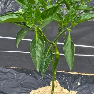 권춘화님의 농사, 무엇이든 물어보세요! · 참여글 작성글 사진