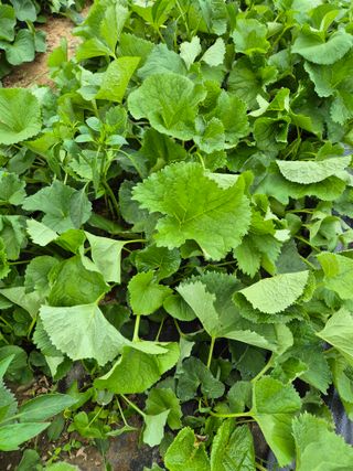 병풍취산채농원님의 자유주제 · 자유게시판 작성글 사진