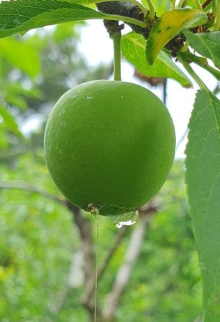 자연과함께살자님의 농사, 무엇이든 물어보세요! · 참여글 작성글 사진