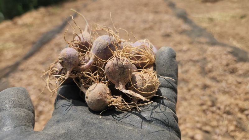 조한솔님의 장터 판매 상품 [2025 홍산 단구 씨마늘 1kg] 첨부 사진