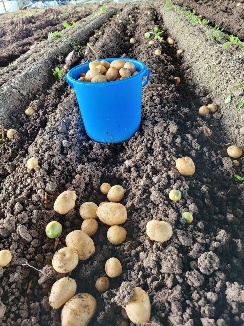 사랑꽃농장님의 장터 판매 상품 [ 햇 감자 혼합(홍감자+수미) 5kg] 첨부 사진