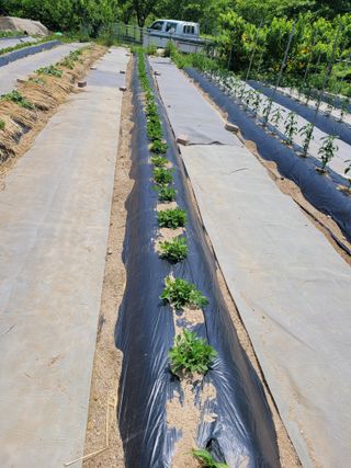 땅땅님의 들깨 · 자유게시판 작성글 사진