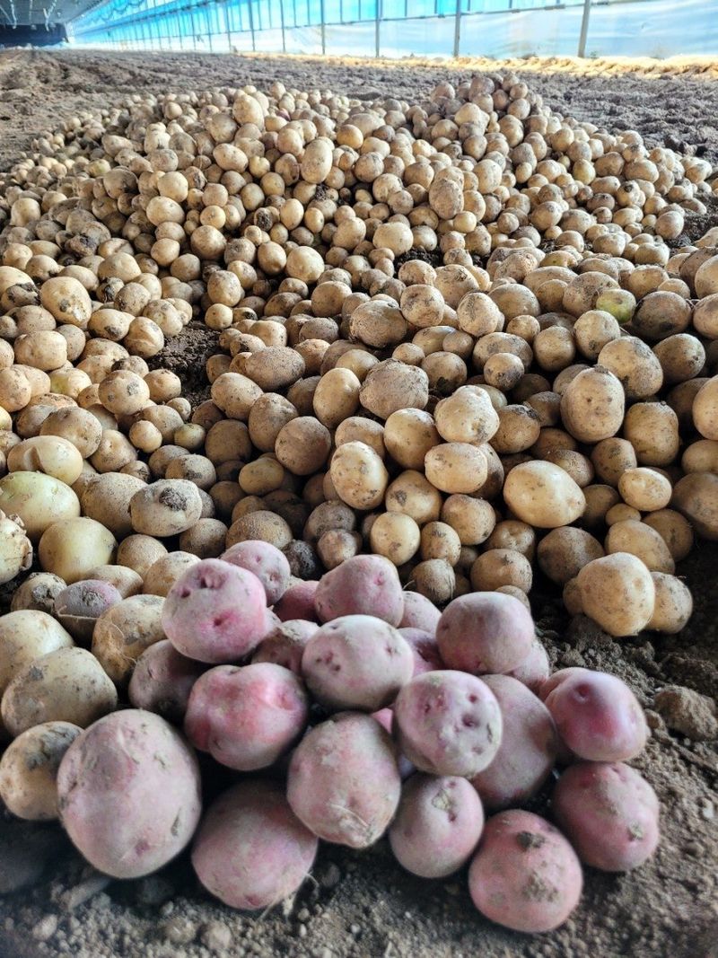 사랑꽃농장님의 장터 판매 상품 [ 햇 감자 혼합(홍감자+수미) 5kg] 첨부 사진