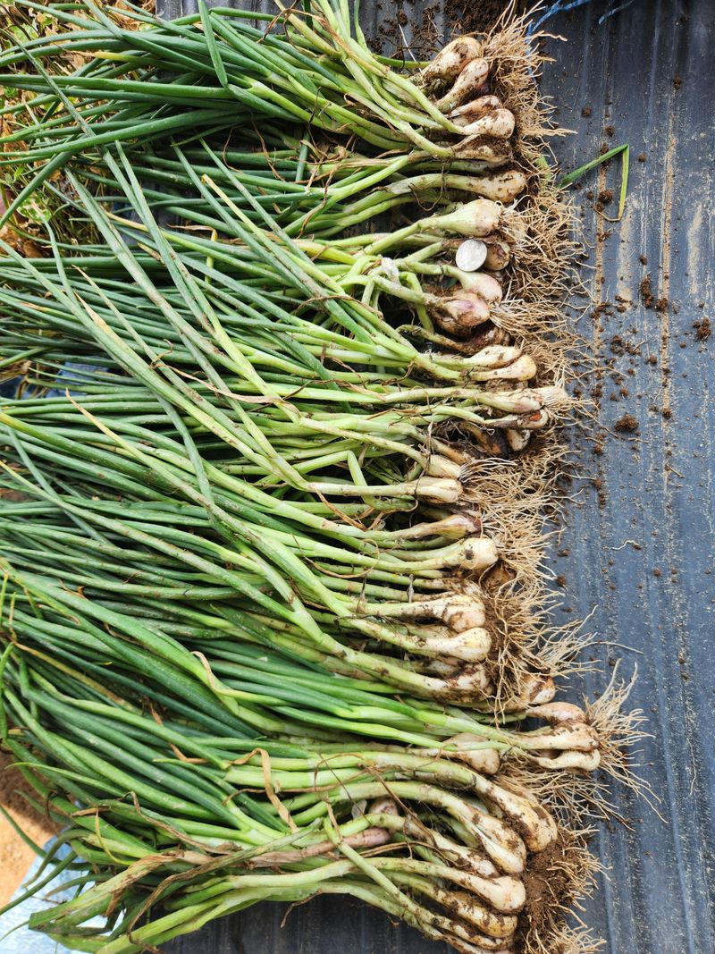 장안님의 장터 판매 상품 [쪽파종구 1kg] 첨부 사진