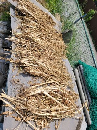 땅땅님의 들깨 · 자유게시판 작성글 사진