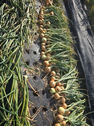 워람농장ㆍ황일택ㆍ님의 자유주제 · 자유게시판 작성글 사진