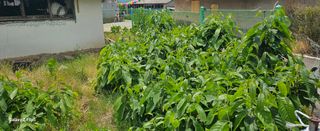 박봉동님의 자유주제 · 사진전 작성글 사진