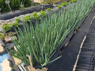 워람농장ㆍ황일택ㆍ님의 자유주제 · 자유게시판 작성글 사진