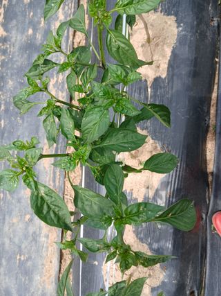 최남옥님의 자유주제 · 자유게시판 작성글 사진