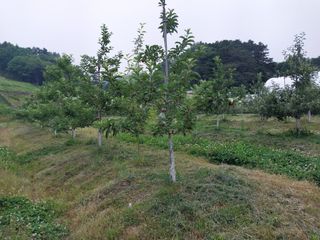 시골살이님의 자유주제 · 자유게시판 작성글 사진