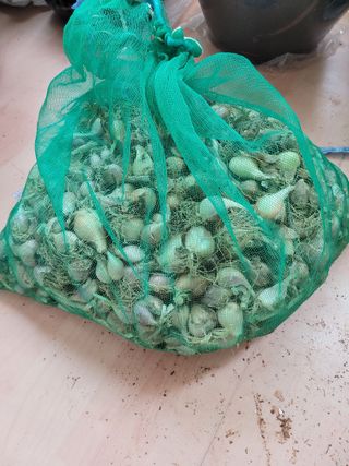 땅땅님의 들깨 · 자유게시판 작성글 사진