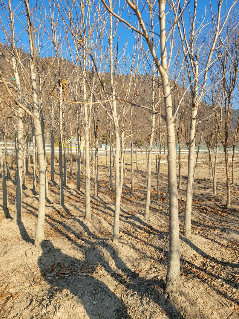 은화님의 장터 판매 상품 [칠엽수(마로니에)] 첨부 사진