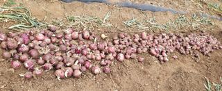 오이4915님의 자유주제 · 자유게시판 작성글 사진