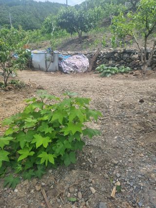 김용대님의 자유주제 · 자유게시판 작성글 사진