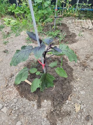 연산나무농장님의 자유주제 · 자유게시판 작성글 사진