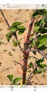 팜모닝 농사, 무엇이든 물어보세요!·참여글 게시글 이미지