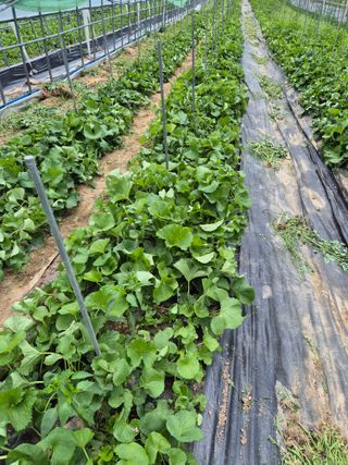 병풍취산채농원님의 자유주제 · 자유게시판 작성글 사진