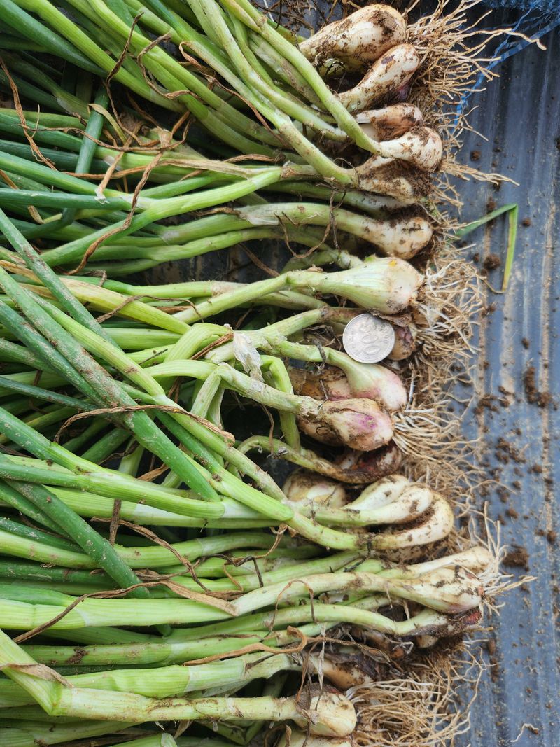 장안님의 장터 판매 상품 [쪽파종구 1kg] 첨부 사진