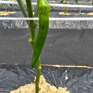 권춘화님의 농사, 무엇이든 물어보세요! · 참여글 작성글 사진