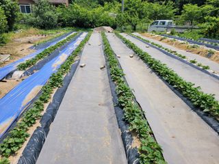 땅땅님의 들깨 · 자유게시판 작성글 사진