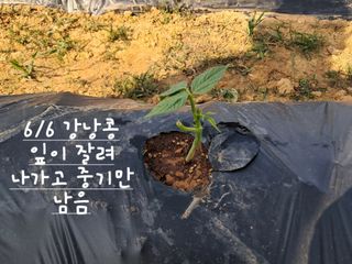 kh글로벌님의 농사, 무엇이든 물어보세요! · 참여글 작성글 사진