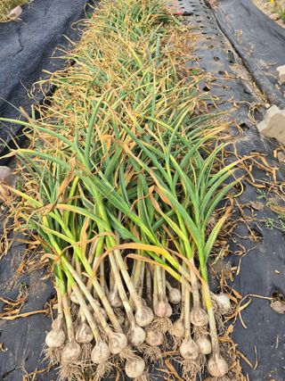 워람농장ㆍ황일택ㆍ님의 자유주제 · 자유게시판 작성글 사진