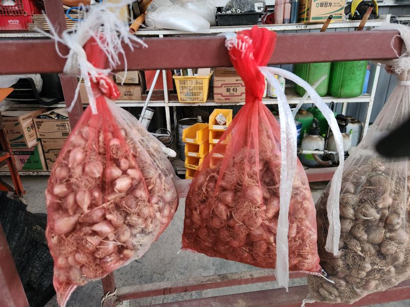 장터 상품 [쪽파종구 1kg] 썸네일