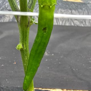 권춘화님의 농사, 무엇이든 물어보세요! · 참여글 작성글 사진