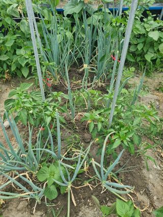 연산나무농장님의 자유주제 · 자유게시판 작성글 사진