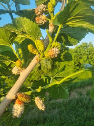 포도15264님의 기타작물 · 병해충상담 작성글 사진