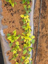 팜모닝 농사, 무엇이든 물어보세요!·참여글 게시글 이미지