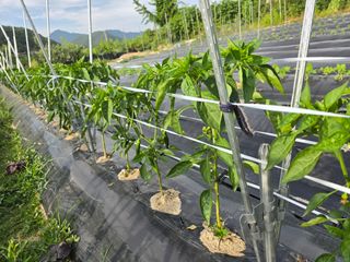 워람농장ㆍ황일택ㆍ님의 자유주제 · 자유게시판 작성글 사진