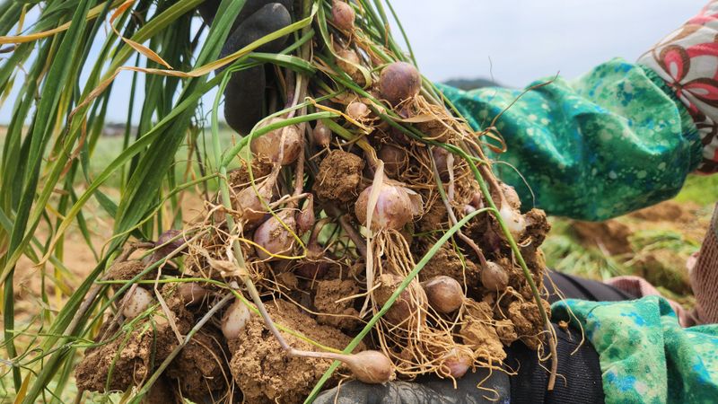 조한솔님의 장터 판매 상품 [2025 홍산 단구 씨마늘 1kg] 첨부 사진