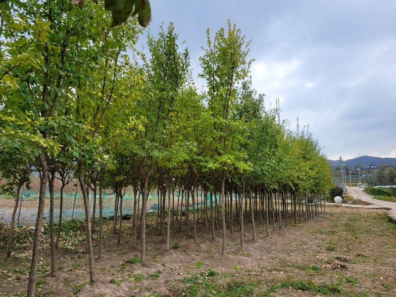 은화님의 장터 판매 상품 [이팝나무] 첨부 사진