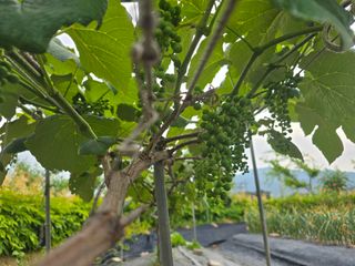 워람농장ㆍ황일택ㆍ님의 자유주제 · 자유게시판 작성글 사진