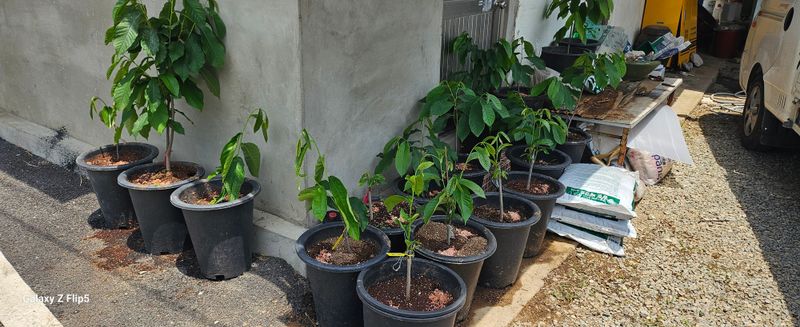 박봉동님의 장터 판매 상품 [포포과일나무] 첨부 사진