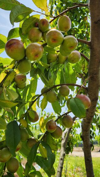 한재골님의 자유주제 · 자유게시판 작성글 사진