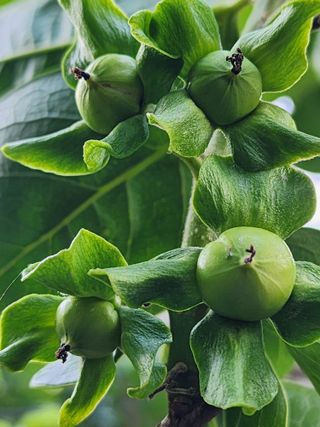 밀양달콤팜님의 자유주제 · 자유게시판 작성글 사진