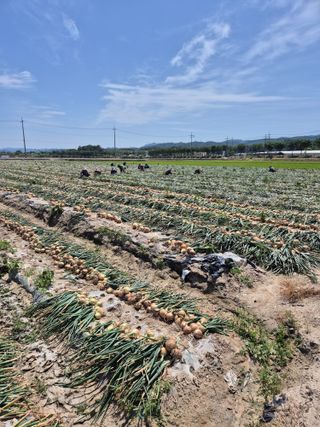 송광만님의 양파 · 자유게시판 작성글 사진