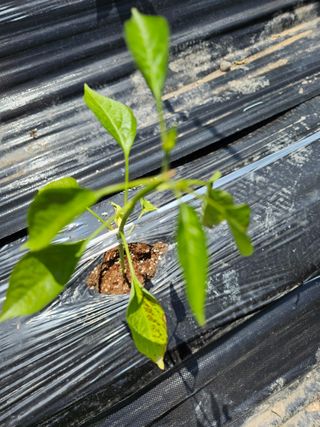 그린님의 자유주제 · 자유게시판 작성글 사진