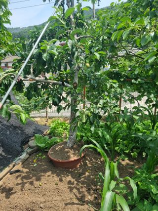 김용대님의 자유주제 · 자유게시판 작성글 사진