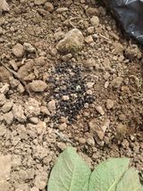 팜모닝 농사, 무엇이든 물어보세요!·참여글 게시글 이미지