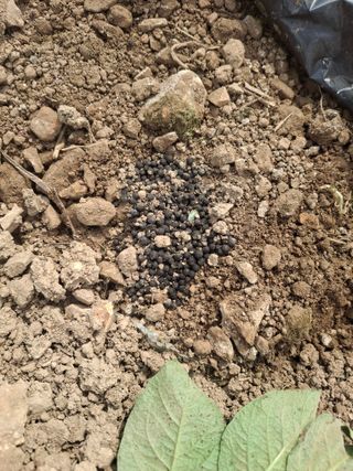 상추12428님의 농사, 무엇이든 물어보세요! · 참여글 작성글 사진