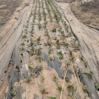 정연섭님의 자유주제 · 자유게시판 작성글 사진