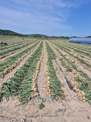 송광만님의 양파 · 자유게시판 작성글 사진