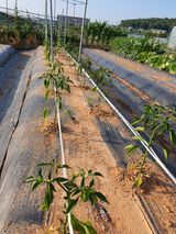 팜모닝 자유주제·자유게시판 게시글 이미지