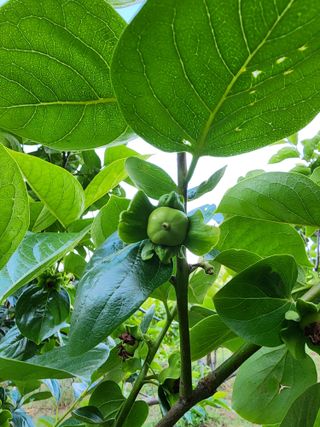 밀양달콤팜님의 자유주제 · 자유게시판 작성글 사진