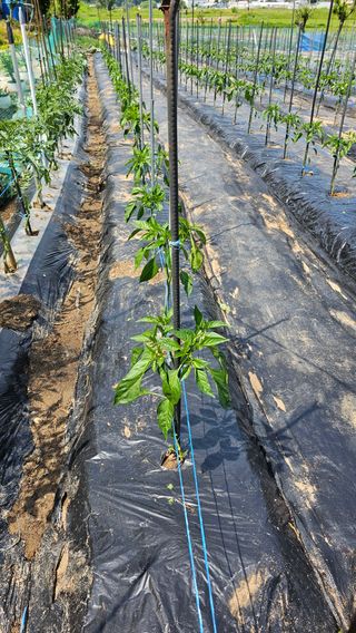 정금기님의 자유주제 · 자유게시판 작성글 사진